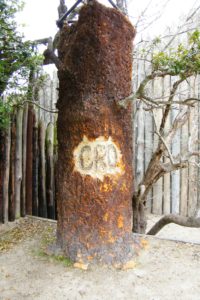 lost_colony_tree_-_fort_raleigh_national_historic_site_-_stierch